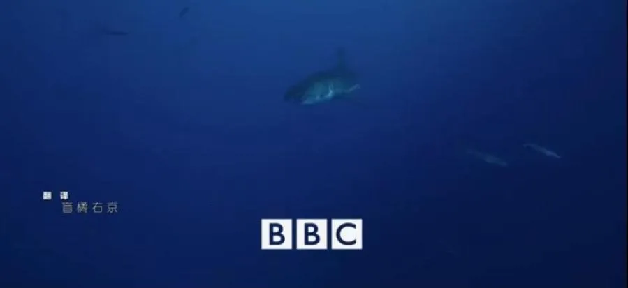 [记录片]《碧海狂鲨/鲨鱼》[3集 原声配音中英双字幕][百度网盘]
