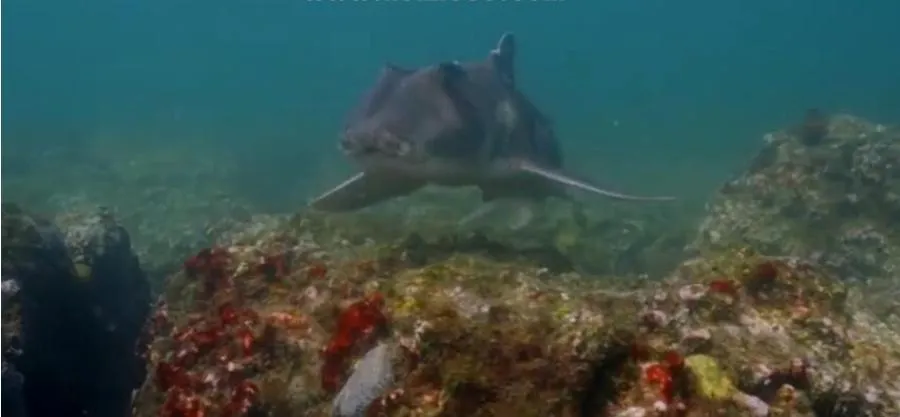 [记录片]《碧海狂鲨/鲨鱼》[3集 原声配音中英双字幕][百度网盘]