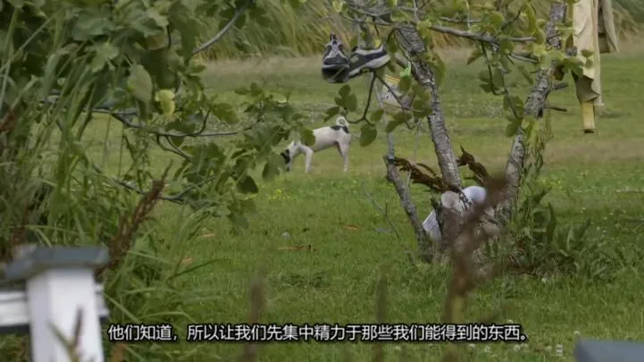 [记录片]《狗儿救援迎新生 Pit Bulls and Parolees》[第13季共11集 英语中字][百度网盘]