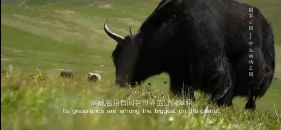 纪录片《国家公园：野生动物王国》[1080P][3集 英语配音中文字幕][百度网盘]