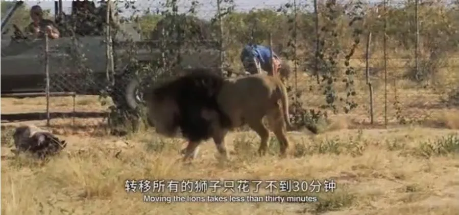 纪录片《拯救希尔加》[1080P][6集 英语配音中英双字][百度网盘]