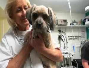 《Dee博士：阿拉斯加兽医》1080P第一季7集英语中字百度网盘资源-小文资源网