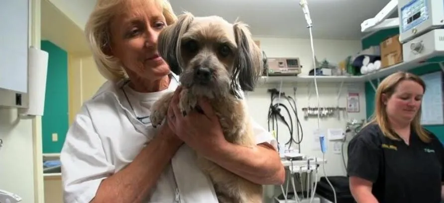 纪录片《Dee博士：阿拉斯加兽医》[1080P][第一季共7集 英语中字][百度网盘]