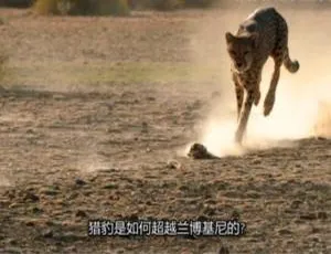 《动物奇门功夫》第一季 8 集 1080P 英语中字 百度网盘资源-小文资源网