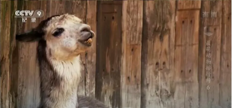 纪录片《最萌动物排行榜/72大可爱动物》[1080P][6集 国语配音中文字幕][百度网盘]