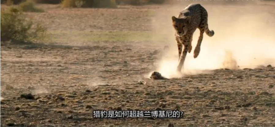 纪录片《动物奇门功夫》[1080P][第一季共8集 英语中字][百度网盘]