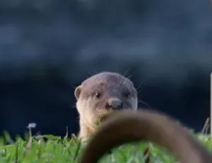 《野性都市》3集纪录片：国语配音+中文字幕，百度网盘速领！-小文资源网