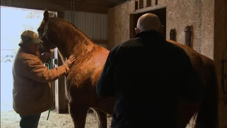 纪录片《动物神医 The Incredible Dr. Pol》[1080P][第3季共6集 英语中字][百度网盘]