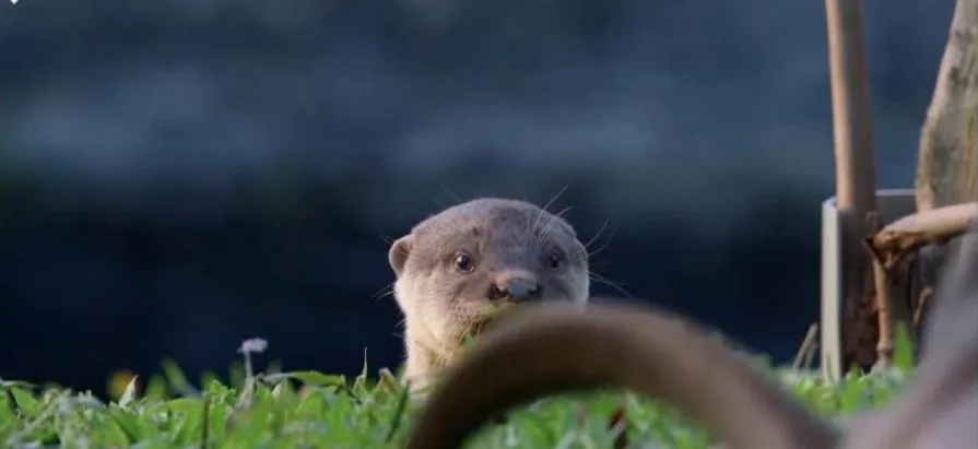 [记录片]《野性都市》[3集 国语配音中文字幕][百度网盘]