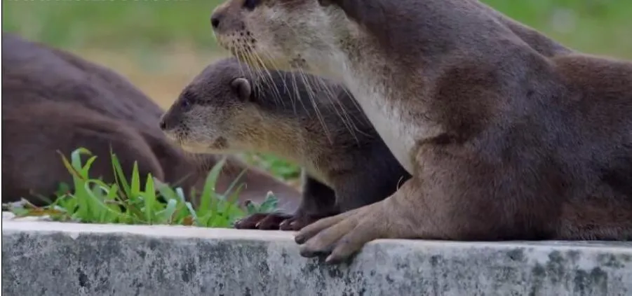 [记录片]《野性都市》[3集 国语配音中文字幕][百度网盘]