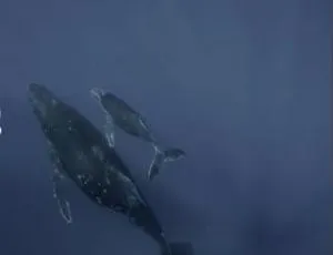 震撼揭秘！座头鲸神秘世界，1集原声中英双字，百度网盘速领-小文资源网