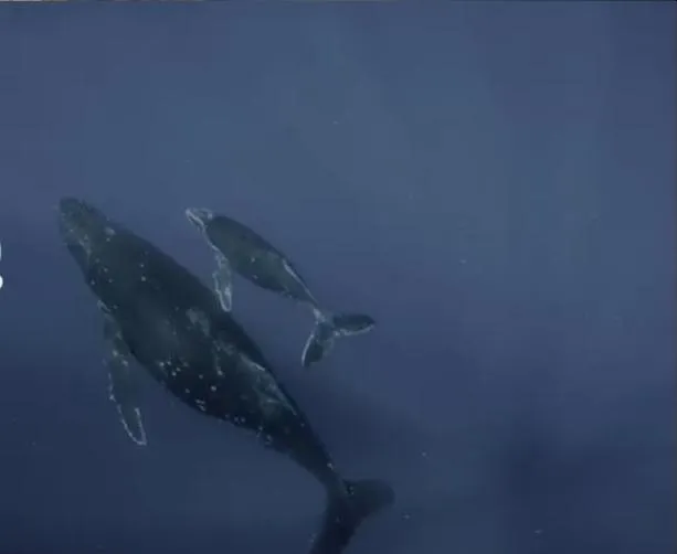 [记录片]《座头鲸》[1集 原声配音中英双字][百度网盘]