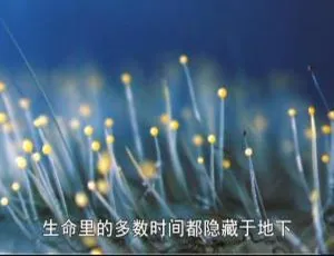 纪录片《蘑菇的魔力》1集：英语配音+中文字幕，百度网盘速领-小文资源网