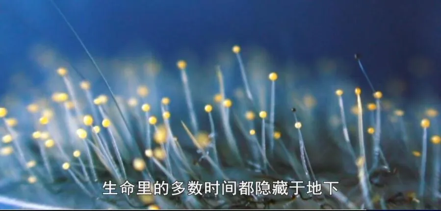 [记录片]《蘑菇的魔力》[1集 英语配音中文字幕][百度网盘]