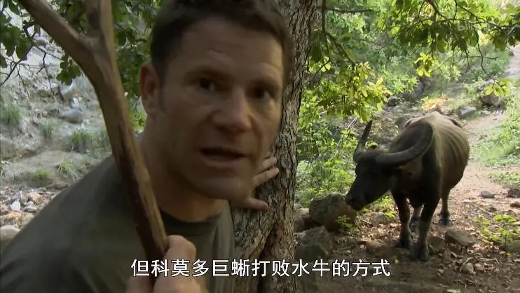 [记录片]《60种致命动物/致命的60种生物 Deadly 60》[第三季共20集 英语中字][百度网盘]