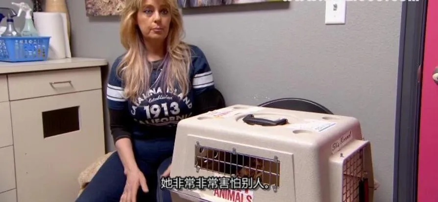 [记录片]《热血兽医师/落基山兽医杰夫》[第六季共14集 英语中字][百度网盘]