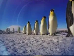 《超有趣！企鹅群里有特务全季资源（中英双字）》