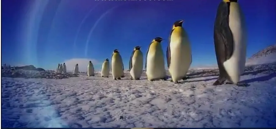 [记录片]《企鹅群里有特务/卧底企鹅帮/企鹅卧底日记》[1-2季全5集 中英双字][百度网盘]