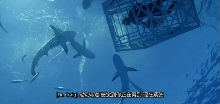 [记录片]《好友互整：鲨鱼周奇观》[第一季共2集 英语中字][百度网盘]