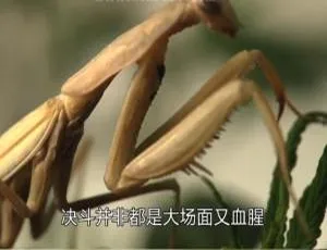 动物世界的疯狂派对：《动物也疯狂》第一季5集高清资源（英配中字·百度网盘）-小文资源网