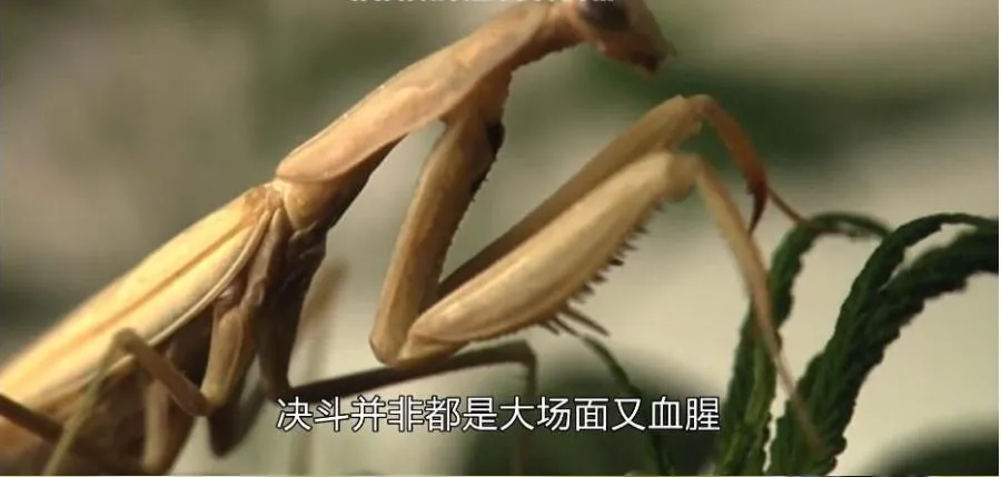 [记录片]《动物也疯狂》[第一季共5集 英语配音中文字幕][百度网盘]