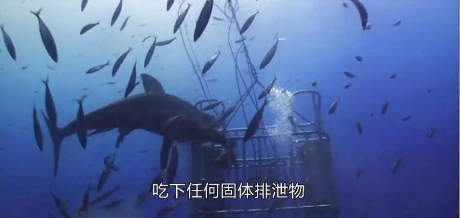 [记录片]《动物也疯狂》[第一季共5集 英语配音中文字幕][百度网盘]