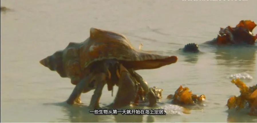 [记录片]《野性巴黎》[2集  原声配音中文字幕][百度网盘]