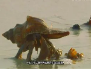 岛屿野生大地：10集全英语中字纪录片，百度网盘速领-小文资源网