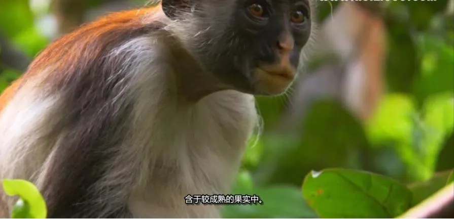 [记录片]《岛屿野生大地》[第一季共10集  英语中字][百度网盘]