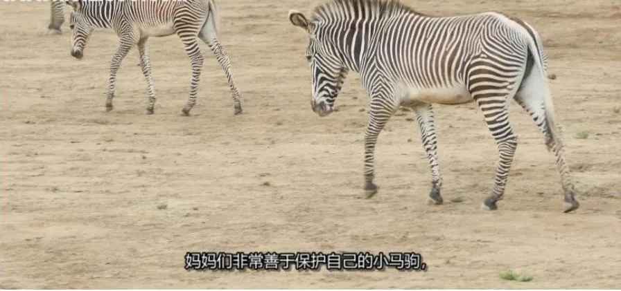 [记录片]《圣地亚哥动物园》[圣地亚哥动物园  英语中字][百度网盘]