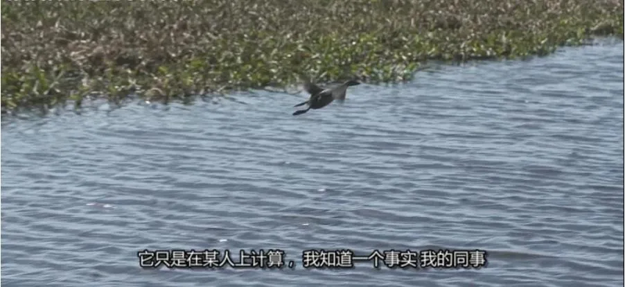 [记录片]《路易斯安那保育战》[第一季共7集 英语中字][百度网盘]