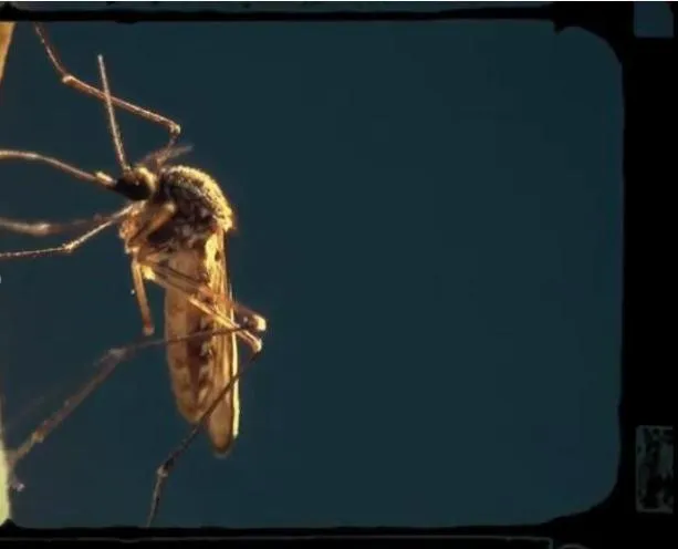 [记录片]《72种危险动物-拉丁美洲》[12集 英语配音中文字幕][百度网盘