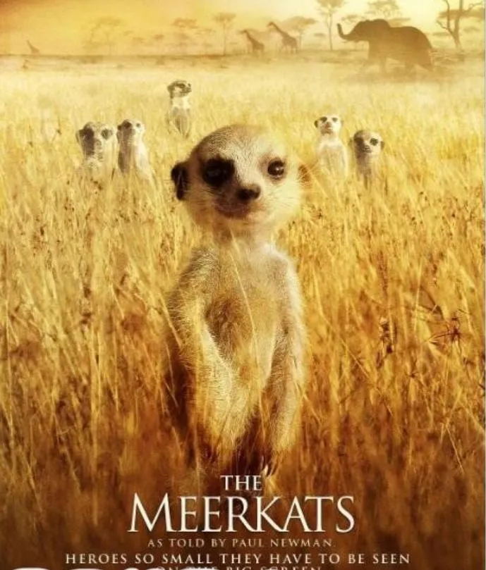 [记录片]《蒙哥/狐獴家庭/猫鼬/獴哥》[1集 英语配音中文字幕][百度网盘]