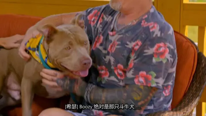 [记录片]《狗儿救援迎新生 Pit Bulls and Parolees》[第19季共7集 英语中字][百度网盘]
