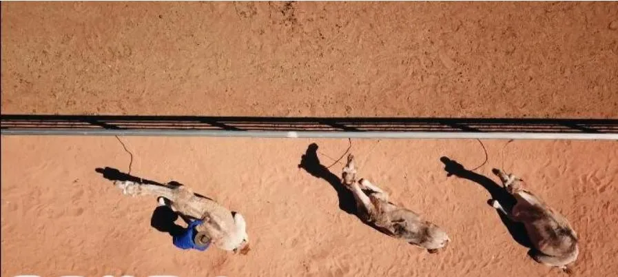 [记录片]《动物奇门功夫》[第二季共16集 英语中字][百度网盘]