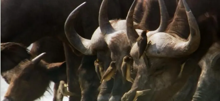 [记录片]《自然世界：赞比西河》[1集 英语中字][百度网盘]