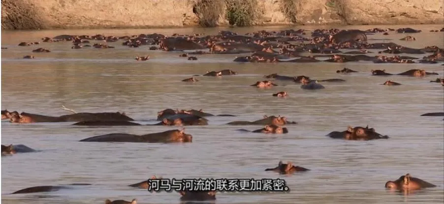 [记录片]《自然世界：赞比西河》[1集 英语中字][百度网盘]