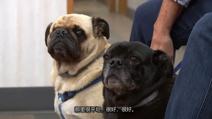 纪录片《动物神医 The Incredible Dr. Pol》[1080P][第17季共10集 英语中字][百度网盘]