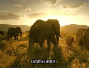 震撼！《塞伦盖蒂II》1080P 全 9 集英语中字，百度网盘速领-小文资源网