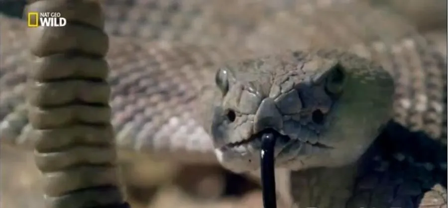 纪录片《第12季共10集》[1080P][1集 国语配音无字幕][百度网盘]