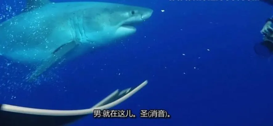 纪录片《鲨鱼周/周一鲨鱼夜2019年版》[1080P][19集 英语中字][百度网盘]