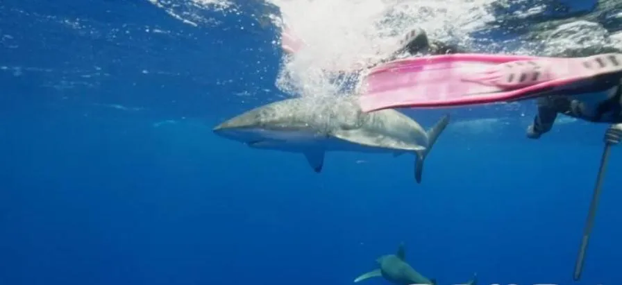 纪录片《鲨鱼周/周一鲨鱼夜2018年版》[1080P][23集 英语中字][百度网盘]