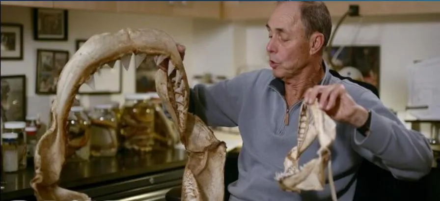 纪录片《鲨鱼周/周一鲨鱼夜2019年版》[1080P][19集 英语中字][百度网盘]