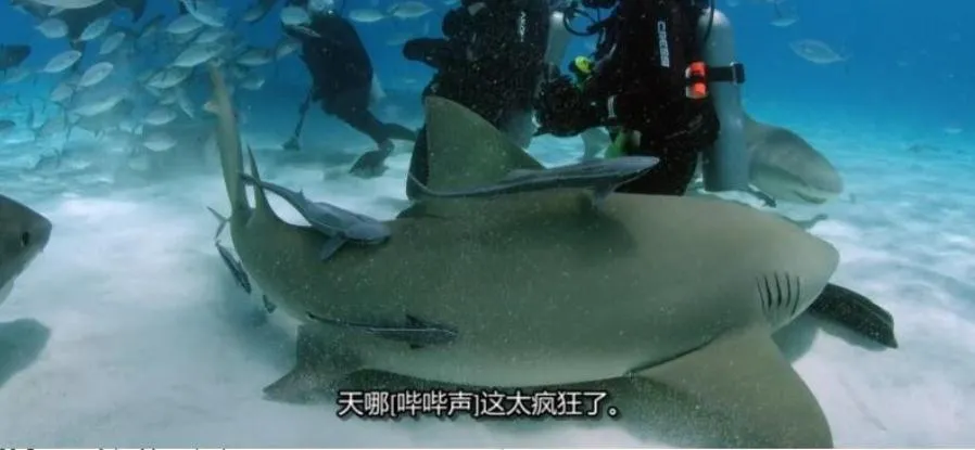 纪录片《鲨鱼周/周一鲨鱼夜2018年版》[1080P][23集 英语中字][百度网盘]