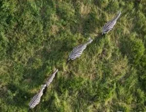 《震撼！1080P 纪录片<求偶游戏>百度网盘资源》-小文资源网