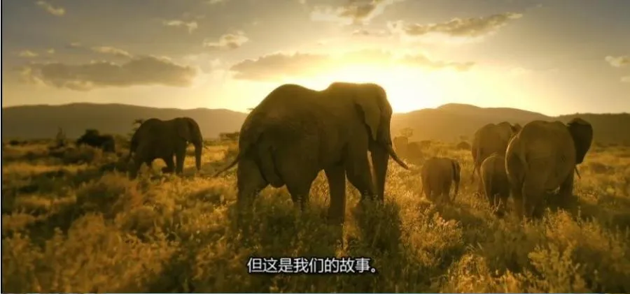 纪录片《塞伦盖蒂II》[1080P][第二季共9集 英语中字][百度网盘]