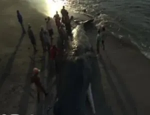 1080P《人类星球》8集英语配音中字纪录片（百度网盘）-小文资源网