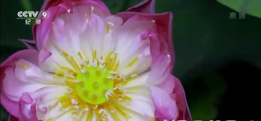 纪录片《影响世界的中国植物 2019》[1080P][10集 国语配音中文字幕][百度网盘]