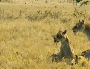 探秘史前巨兽！与古兽同行纪录片资源（6集英语中字+百度网盘）-小文资源网