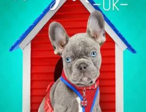 《超治愈纪录片！狗狗之家第1季8集英语中字百度网盘速存》-小文资源网